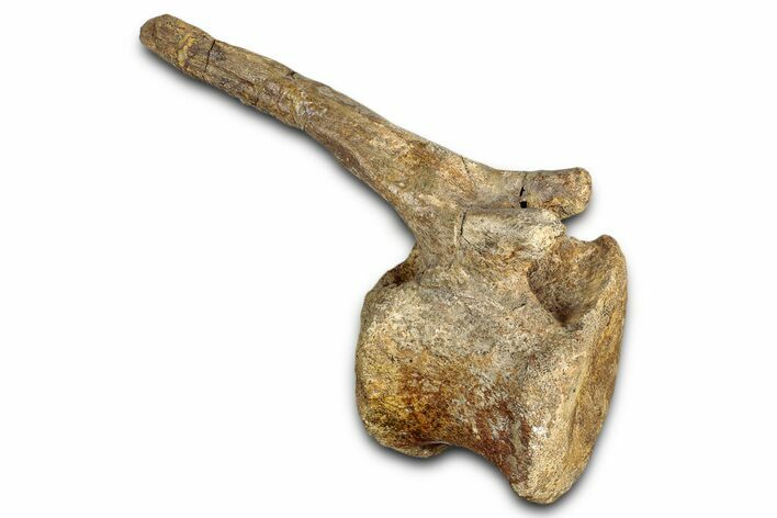 Hadrosaur (Edmontosaurus) Caudal Vertebra - Wyoming #349472